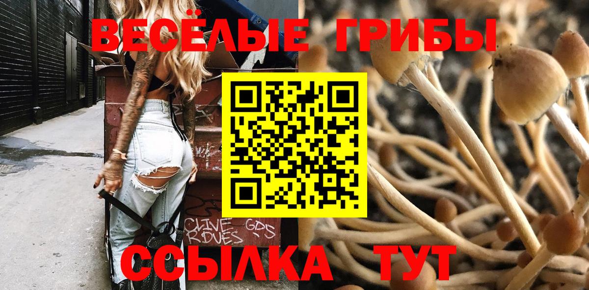 Галлюциногенные грибы Psilocybe Калининград